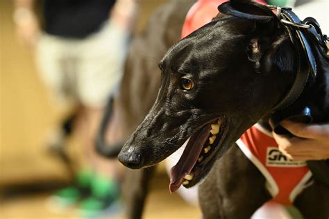 explicit greyhound|Explicit Superb And He Shines In Cup Heats .